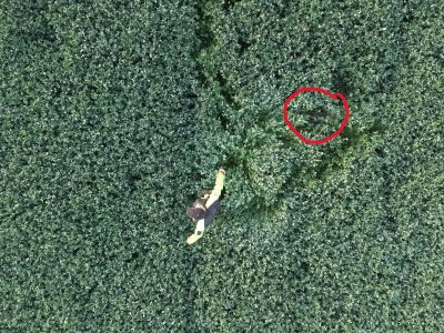 Projekt STOP! SEČENÍ SRNČAT